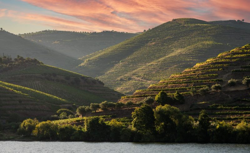 Terraces of wines and vineyards on the banks of the calm River Douro in Portugal near Pinhao