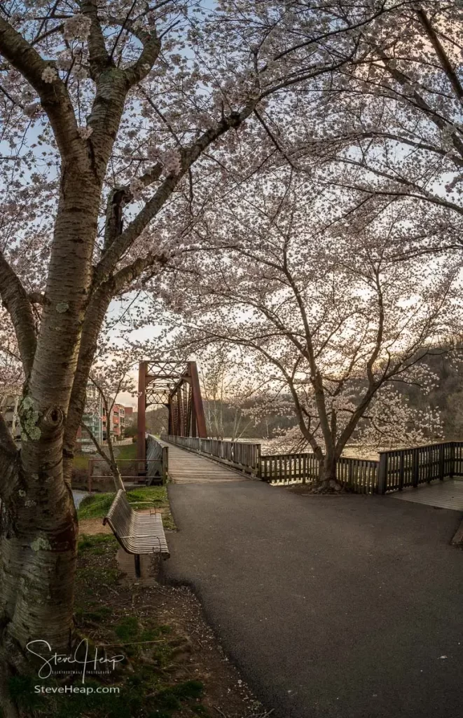 Old steel girder bridge carrying walking and cycling trail in Morgantown WV over Deckers Creek with cherry blossoms blooming in the spring