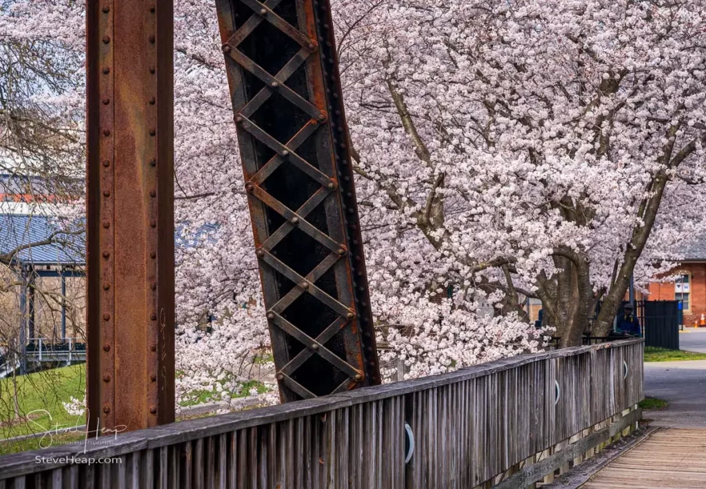 Old steel girder bridge carrying walking and cycling trail in Morgantown WV over Deckers Creek with cherry blossoms blooming in the spring