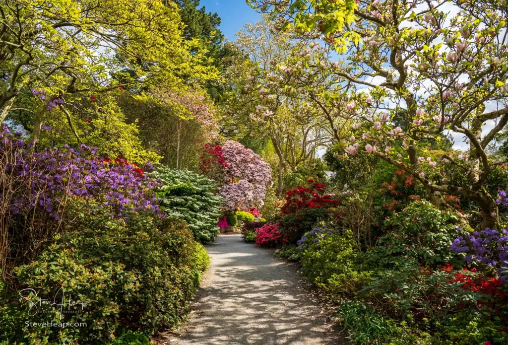 Gorgeous colors of the azeleas and rhododendron flowers and bushes along pathway in delightful garden in the spring