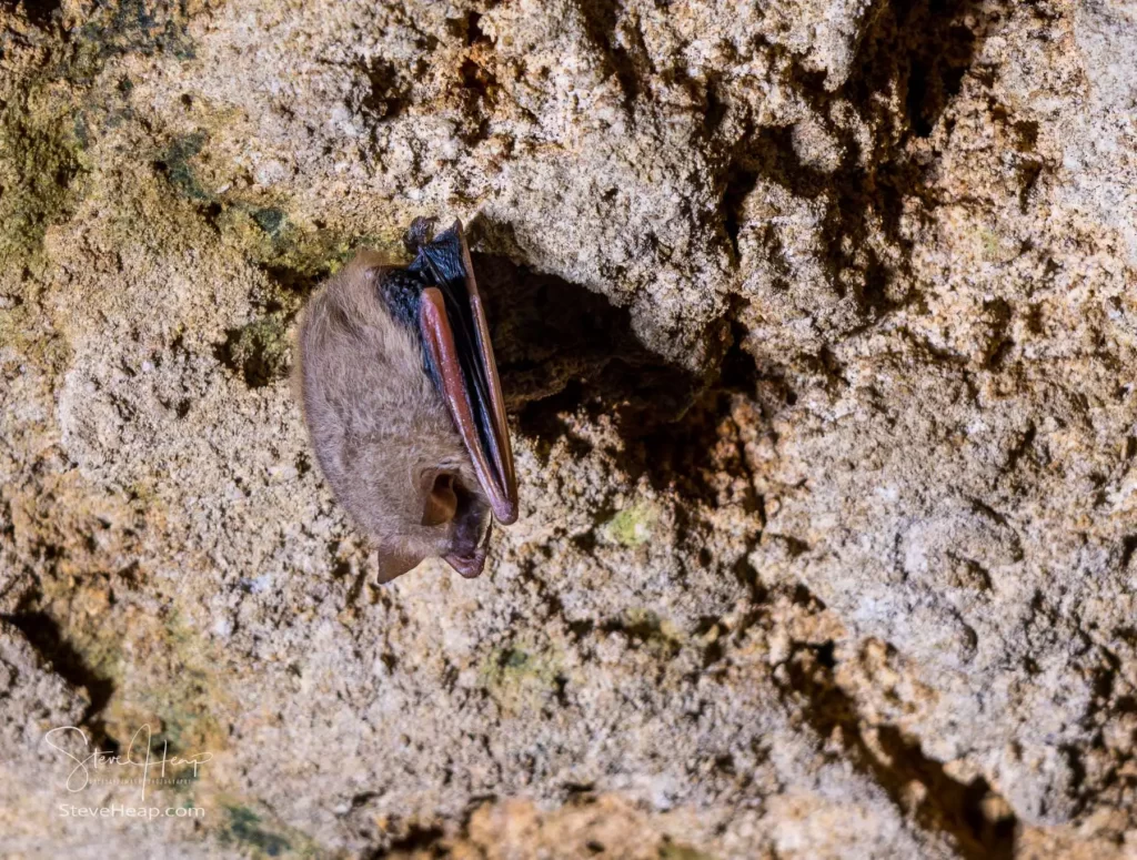 Tricolored bat hanging from the wall of the Inner Space cavern in Georgetown, Texas