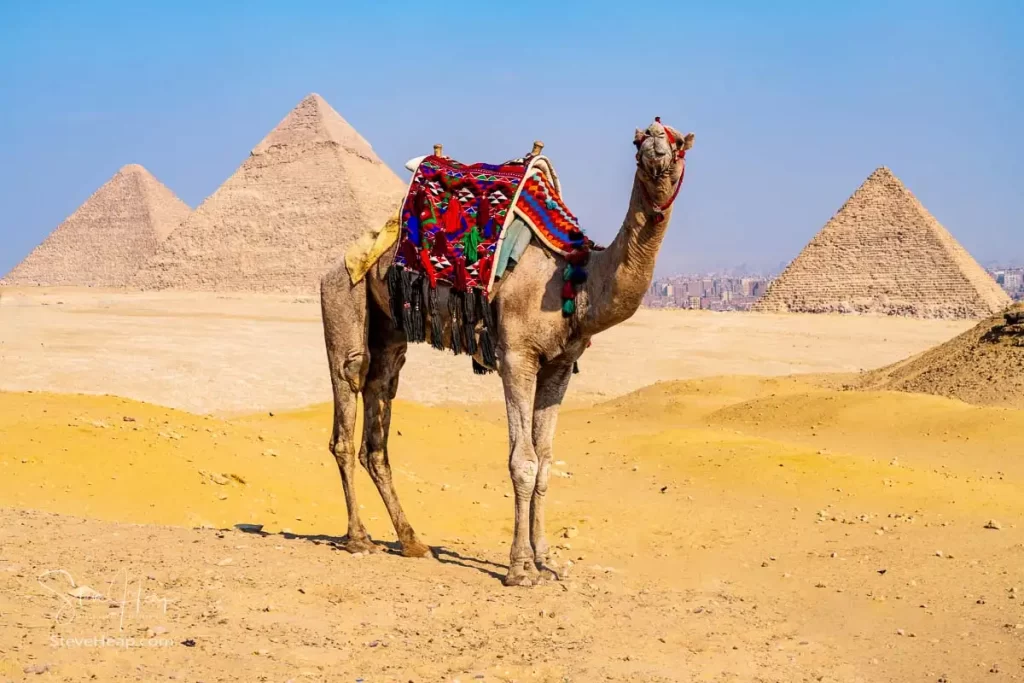 Camel (or dromedary) standing in front of the three pyramids at Gaza near Cairo, Egypt