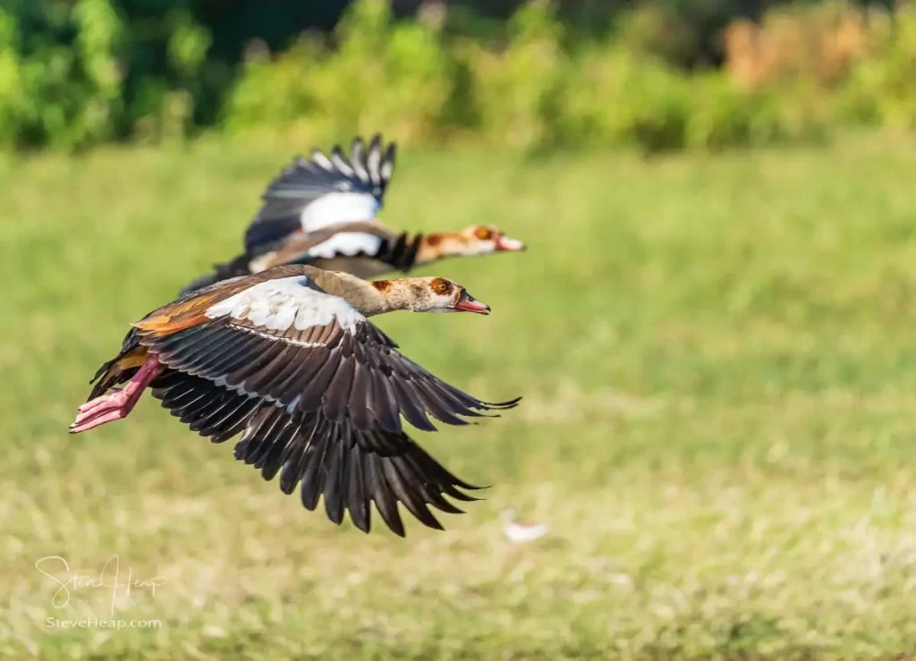 I think these are red-headed Egyptian Ducks!