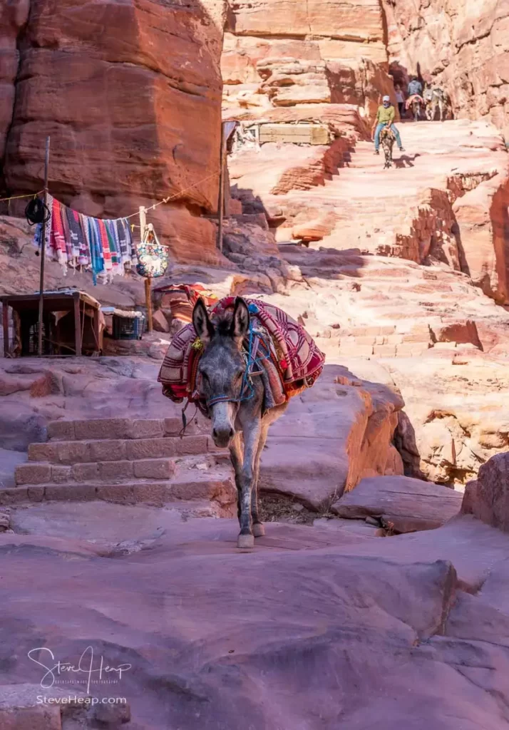 Donkey coming down the trail to the Monastery in Petra