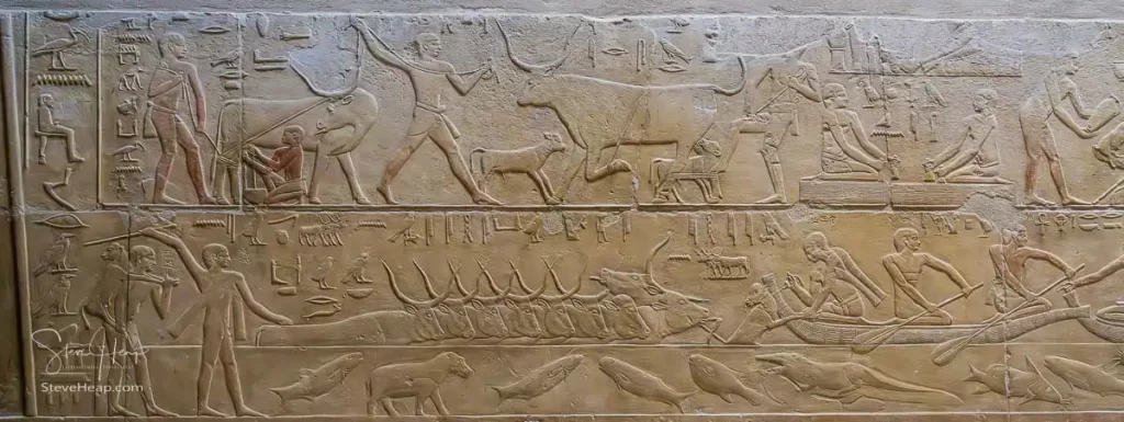 Life in ancient Egypt including oxen crossing a river following a calf fastened to a canoe with an alligator hiding under the surface of the Nile