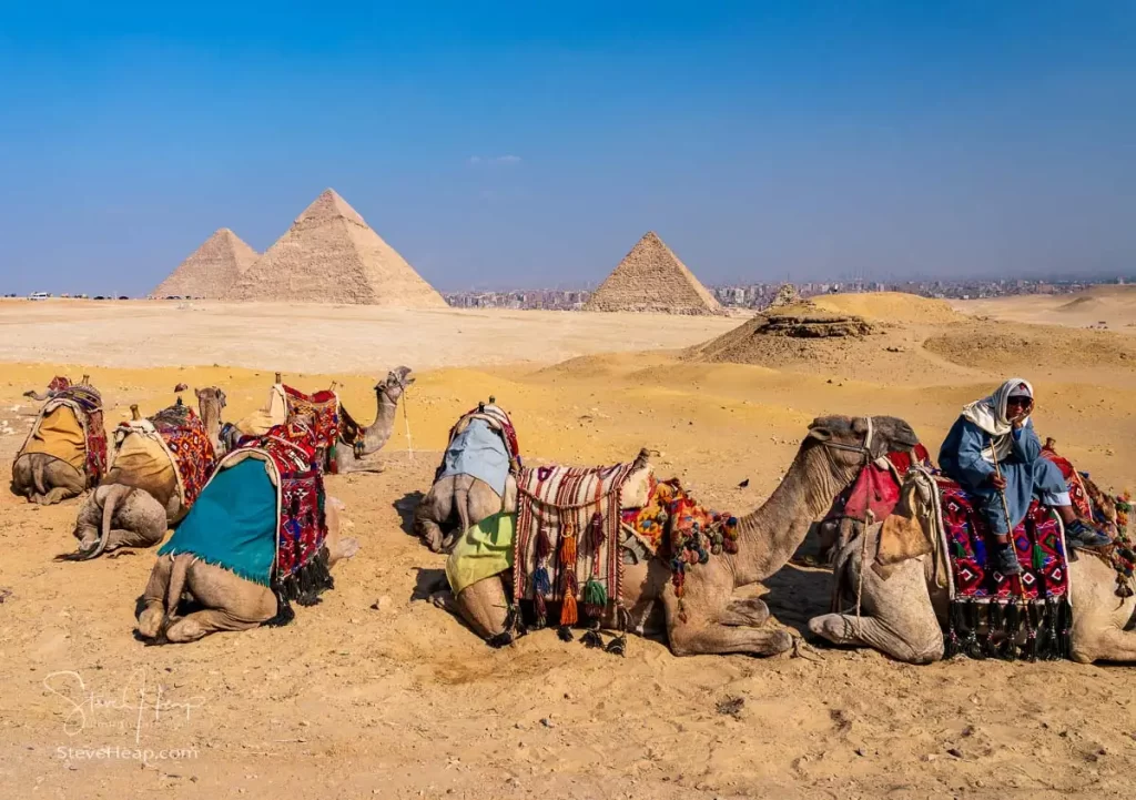 Camel driver waiting for his next fare!