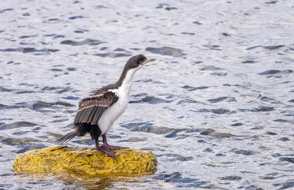 Imperial Cormorant posing for its portrait. Prints available in my online store