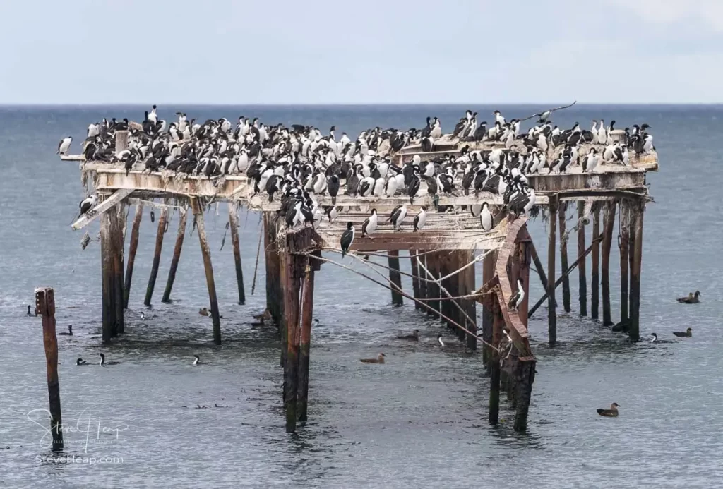 Colony of Imperial Cormorant seabirds in Punta Arenas Chile. Prints available in my online store