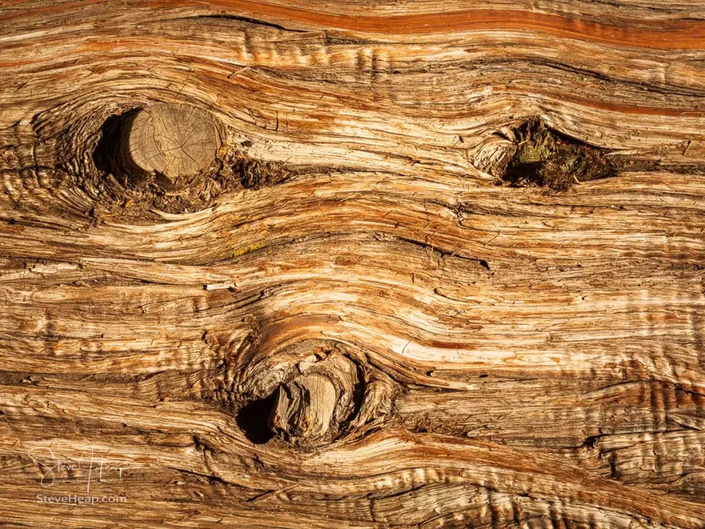 Old Knots - detail of knots in an old tree trunk seen in Colorado. Available as a wall mural here